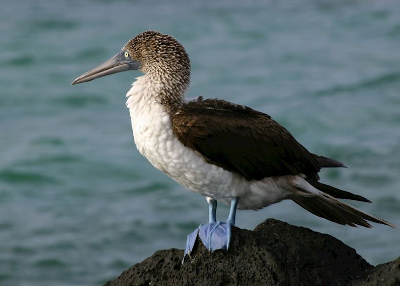Blue Footed Booby, Galapagos Islands, Ecuador Blue Footed Booby, Galapagos Islands, Ecuador