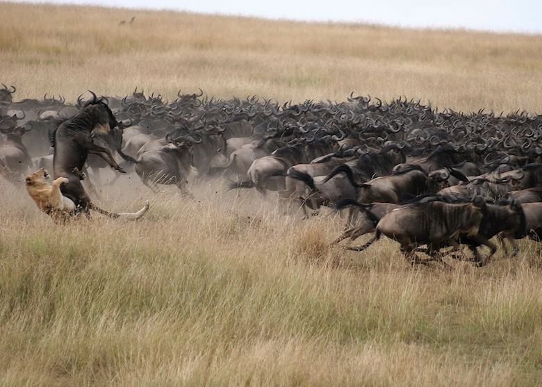 The wildebeest migration, Kenya The wildebeest migration, Kenya