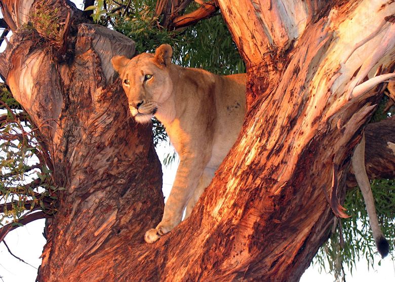 Lion in Mana Pools Lion in Mana Pools