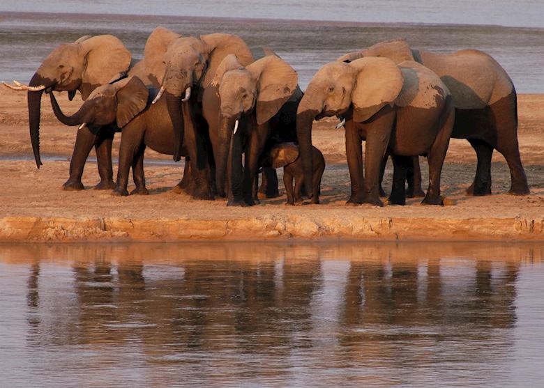 Elephant, South Luangwa National Park Elephant, South Luangwa National Park