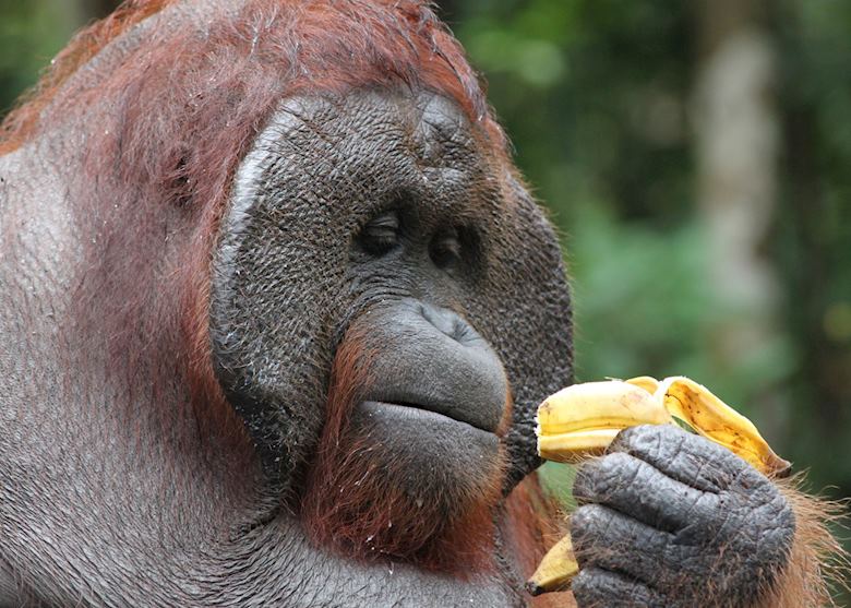 Dominant male orangutan, Tanjung Puting, Indonesia Dominant male orangutan, Tanjung Puting, Indonesia