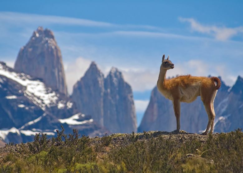 Guanaco, Torres del Paine National Park, Chile Guanaco, Torres del Paine National Park, Chile