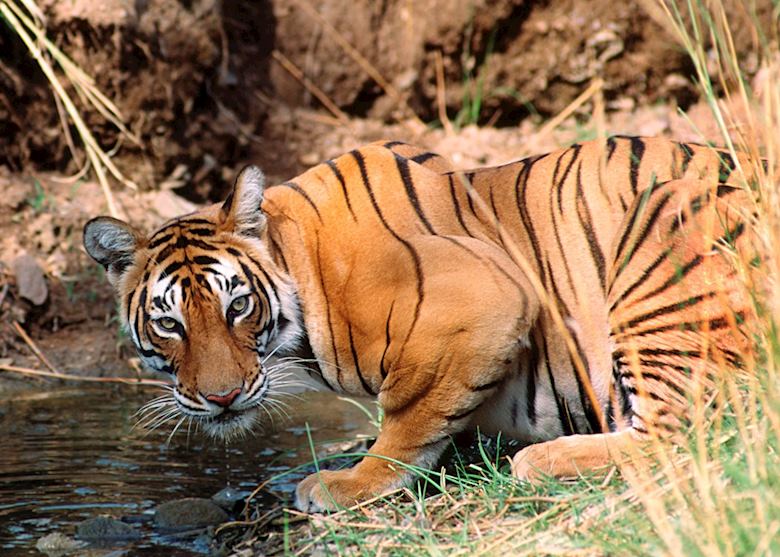 Tiger drinking Tiger drinking
