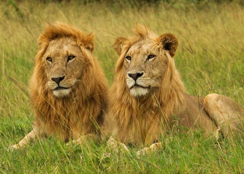 Male lions, Masai Mara Male lions, Masai Mara