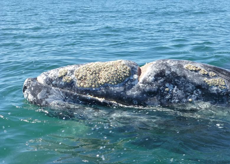 Grey Whale, San Ignacio Lagoon Grey Whale, San Ignacio Lagoon