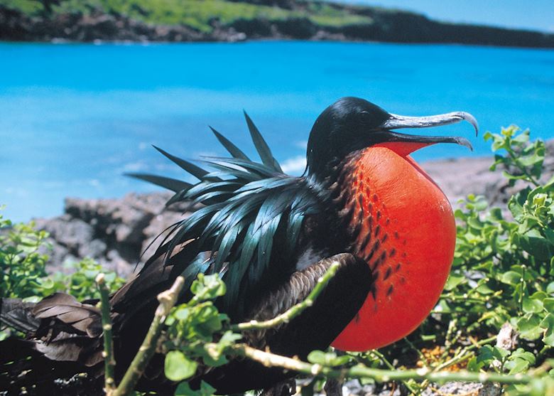 Great frigate bird, Galapagos Islands Great frigate bird, Galapagos Islands