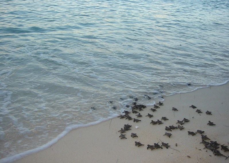 Turtles on Nosy Iranja Turtles on Nosy Iranja