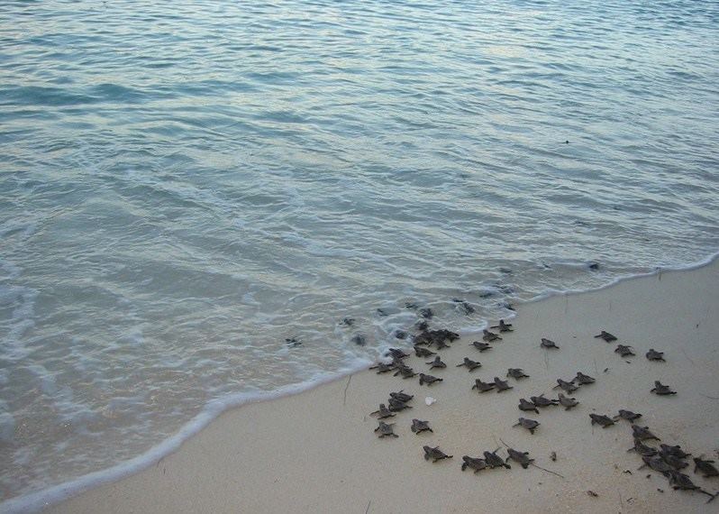 Where to see turtles laying eggs | Audley Travel US