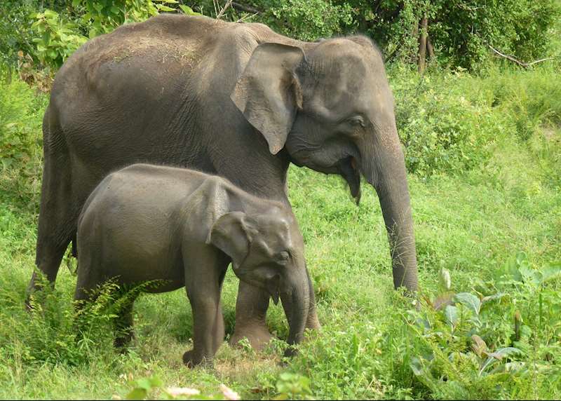 Sri Lanka’s wildlife: safaris, jungles and plains