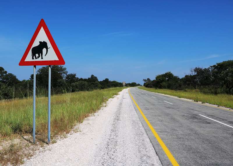 Self-driving in Botswana: a wild safari adventure