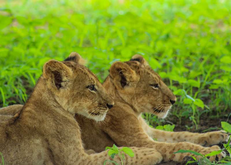 Kenya honeymoons