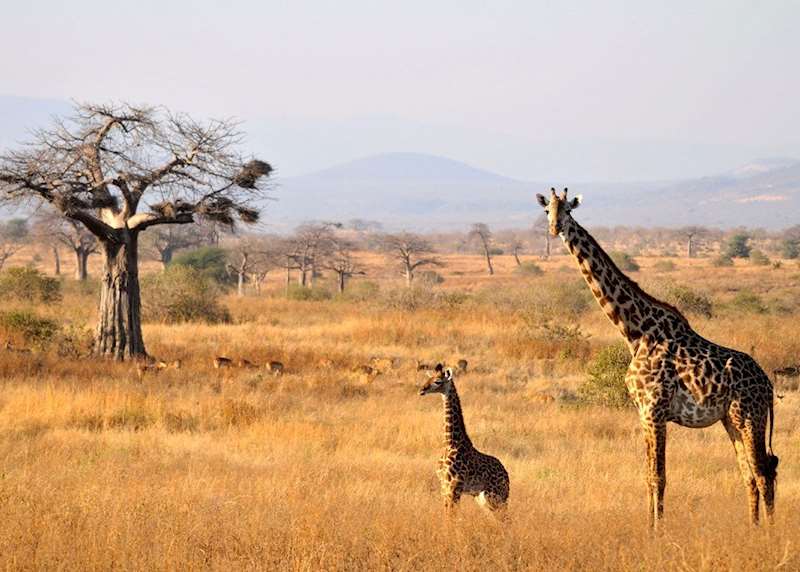 Family safari holidays in Tanzania