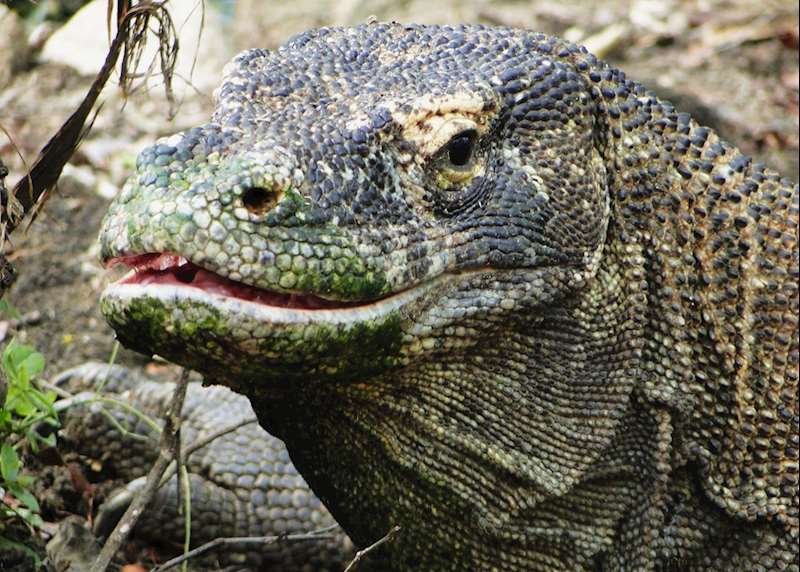 Flores and Komodo: Indonesia’s wild frontier