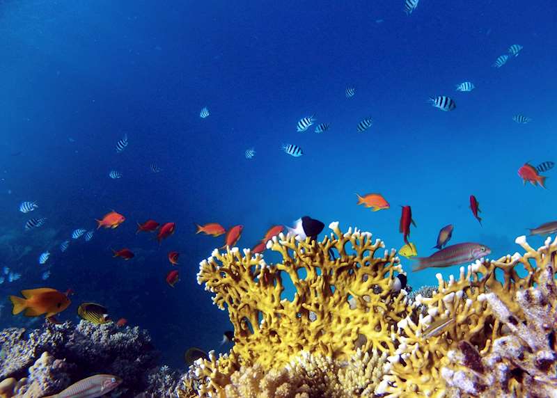Diving holidays in Egypt