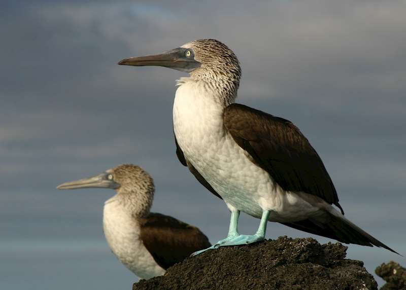 What to do in the Galapagos: our highlights guide