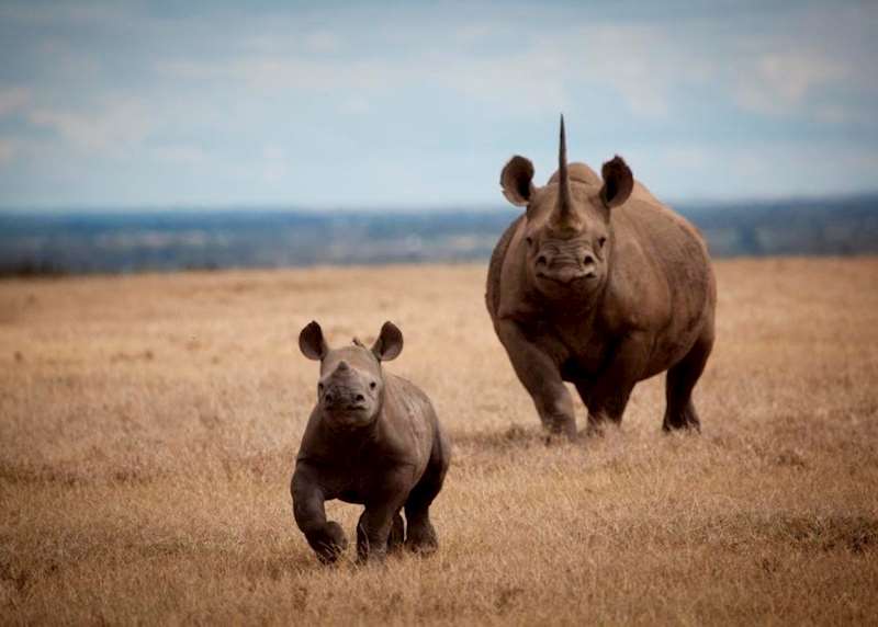 The Big Five in Kenya