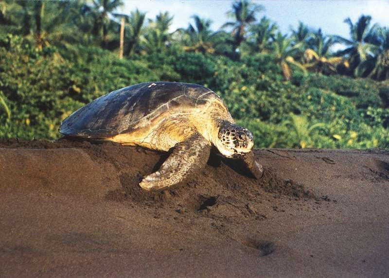 Family wildlife and adventure vacations in Costa Rica
