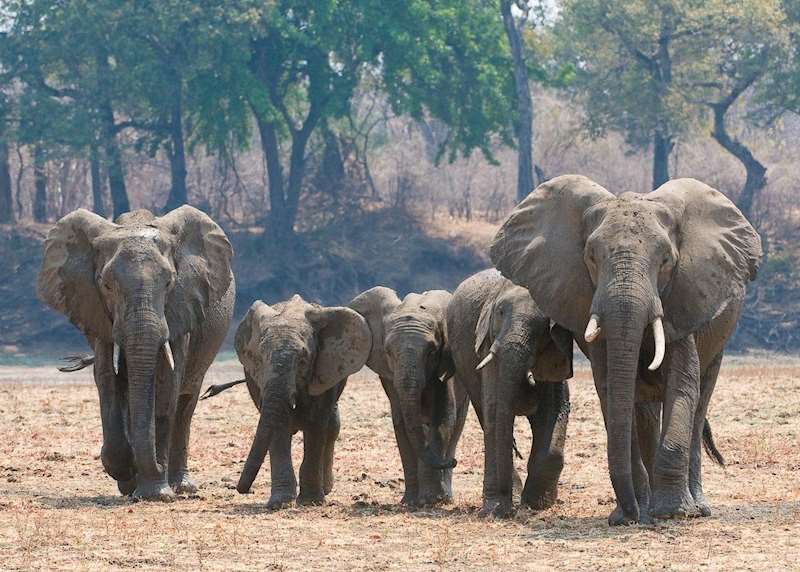 Family safaris in Zambia