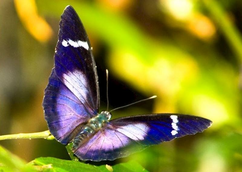 Butterfly in Nyungwe Forest National Park