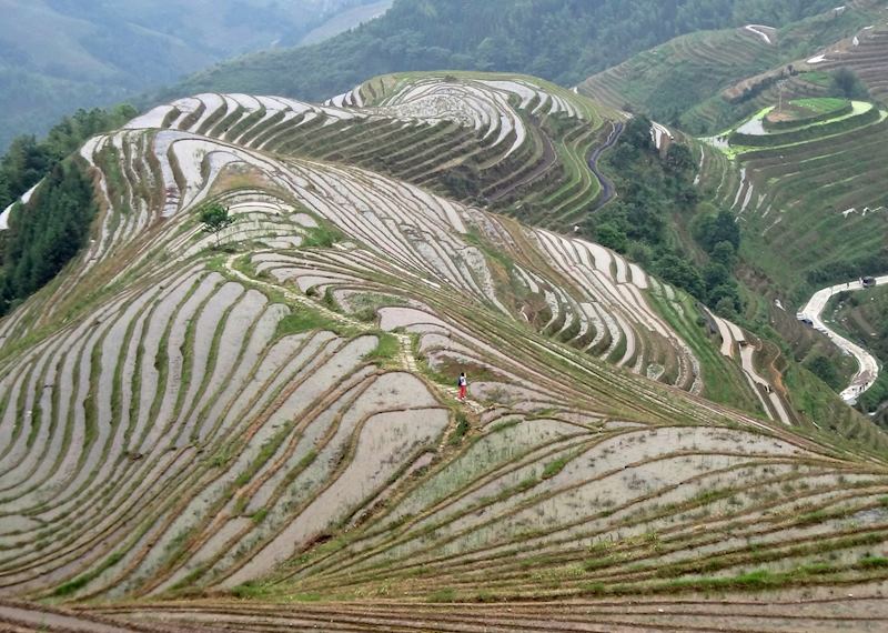 Rice terraces of Longji