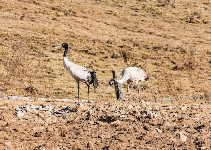 Black-necked cranes