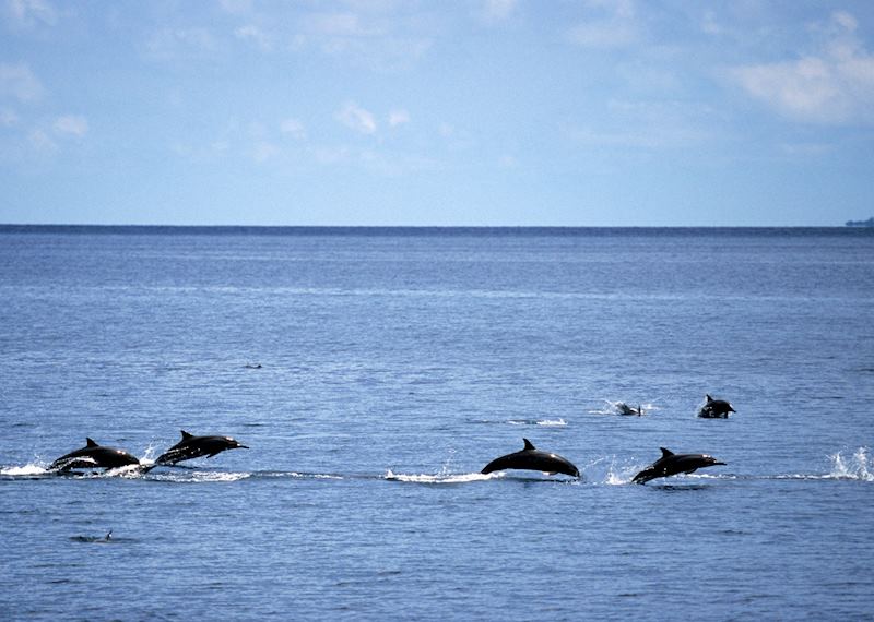 Dolphins, the Maldives