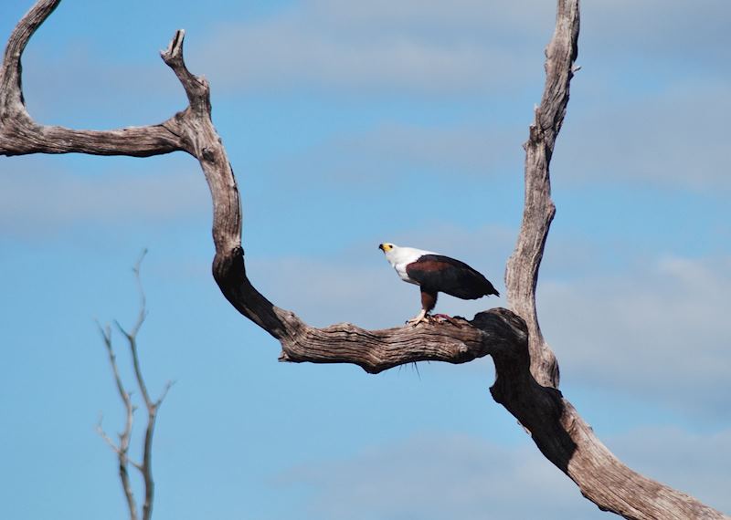 Fish Eagle at Lake Kariba