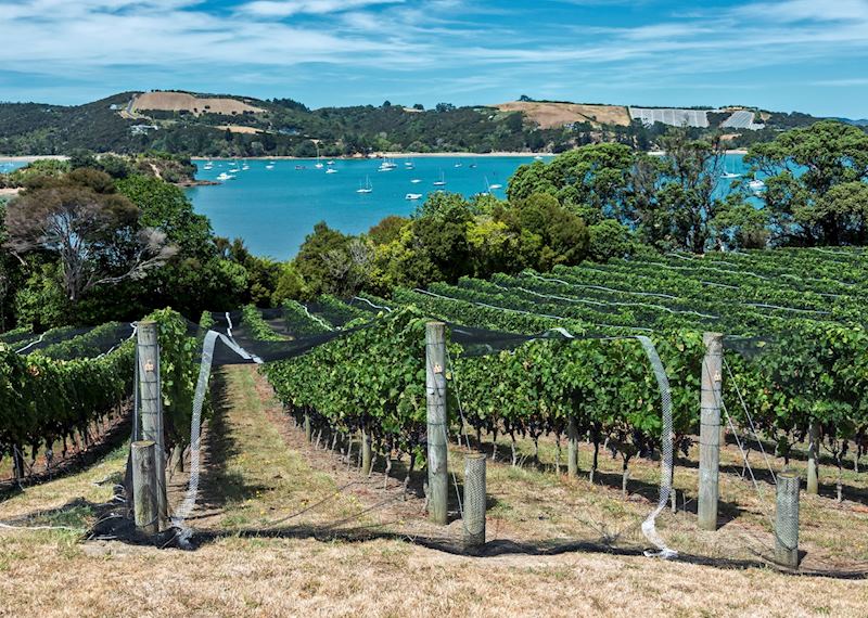 Vineyard on Waiheke Island
