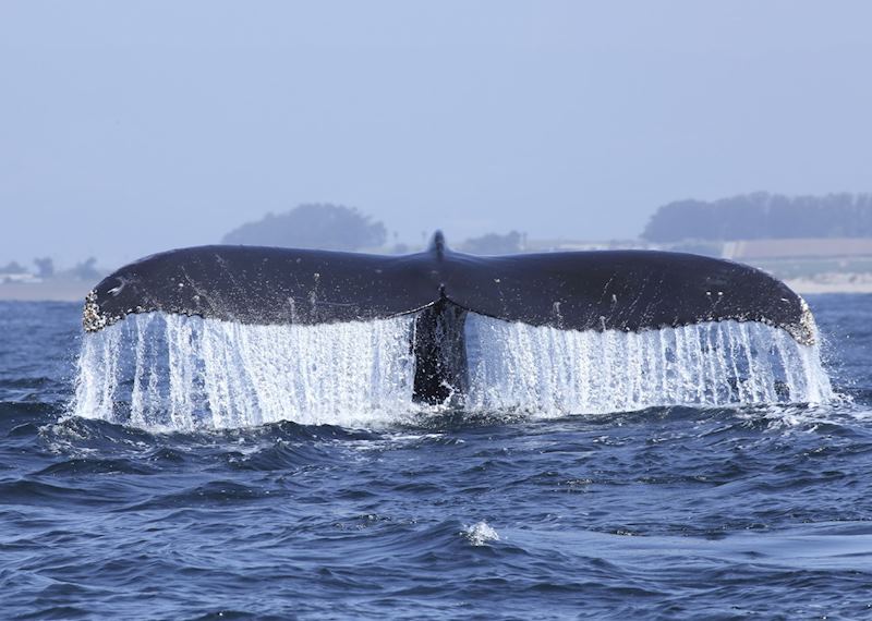 Whales in Monterey
