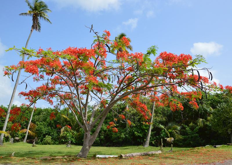 Flame Tree, St Kitts & Nevis
