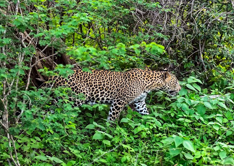 Leopard in Yala National Park