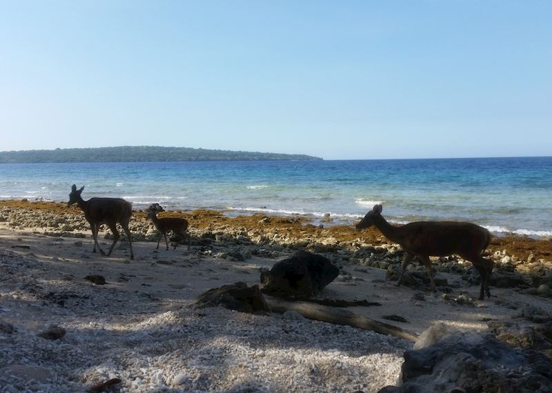 Deer on the beach at Nusa Bay Menjangan