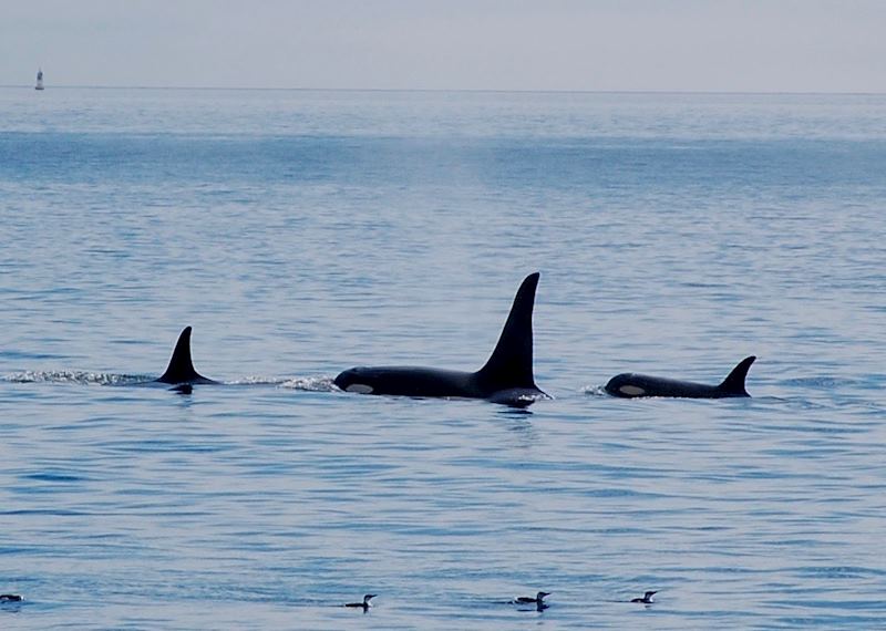 Pod of orca, Victoria, British Columbia