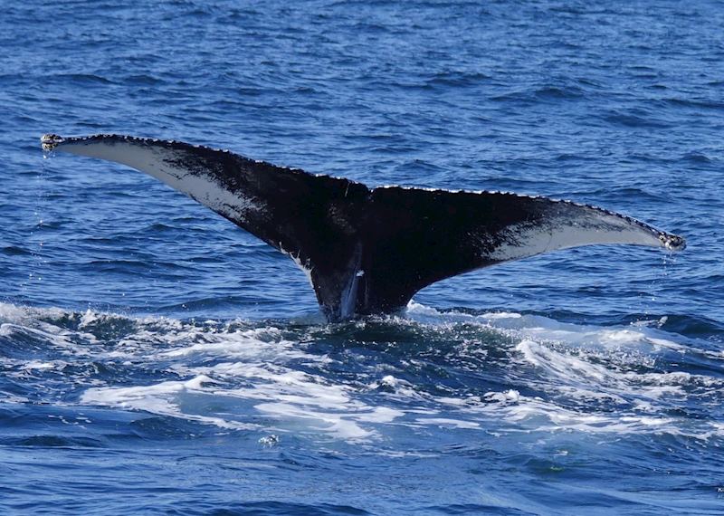 Whale watching cruise from Provincetown