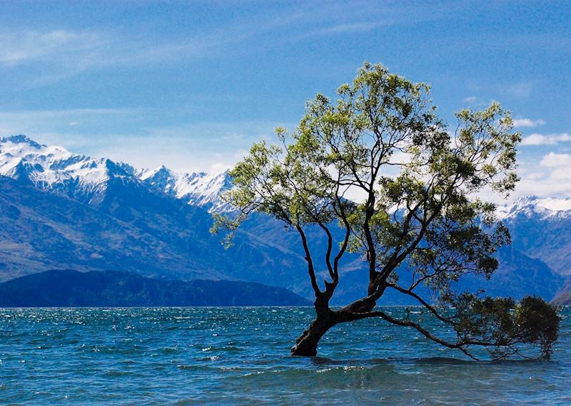 Wanaka Tree, Lake Wanaka