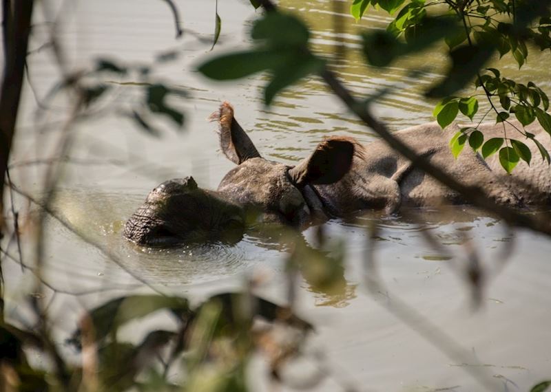 The prehistoric looking single horn rhinos are often seen in the lakes and rivers of the National Park