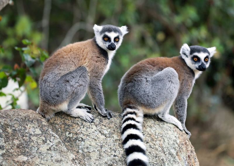 Ring-tailed lemur in Isalo National Park