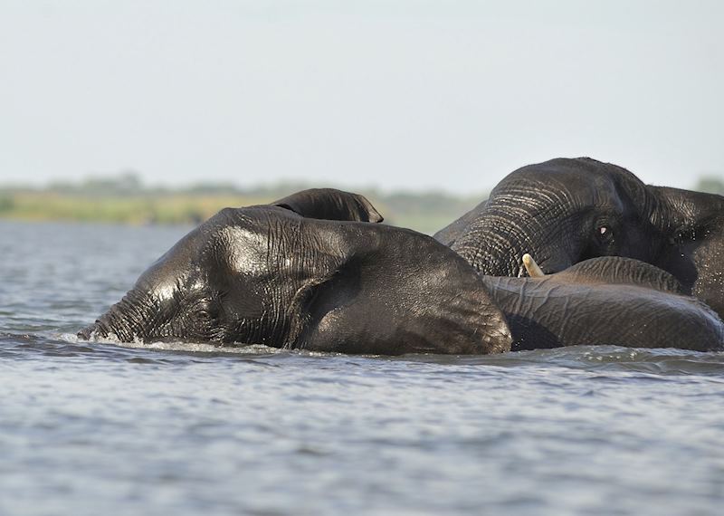 Elephant in the Linyanti