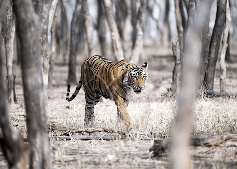 Tiger, Ranthambhore National Park