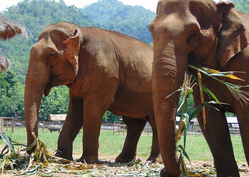 Day trip to the Elephant Nature Foundation, Chiang Mai