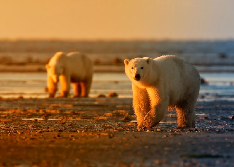 Polar bears, Churchill