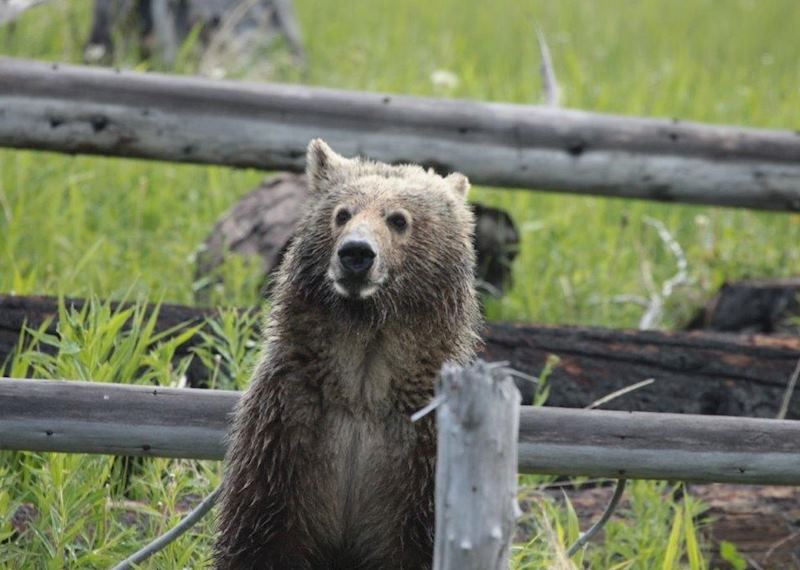 Yellowstone baby bear