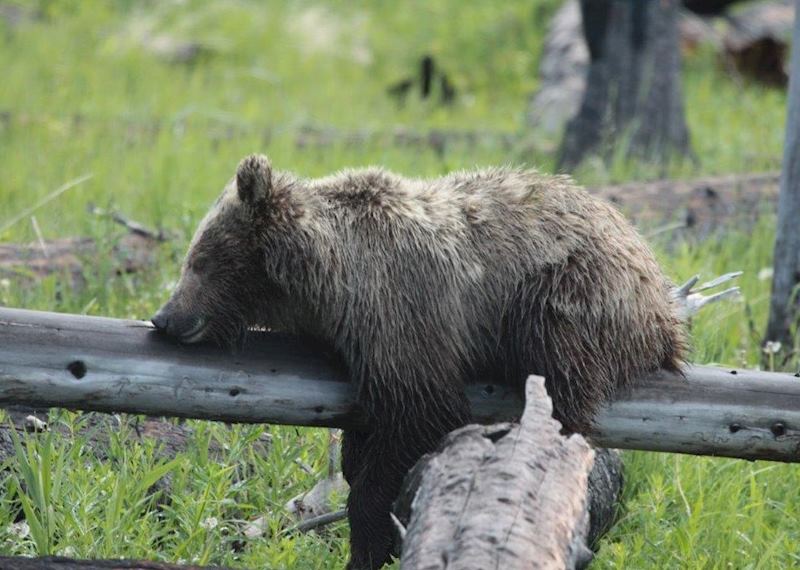 Adorable Yellowstone bear