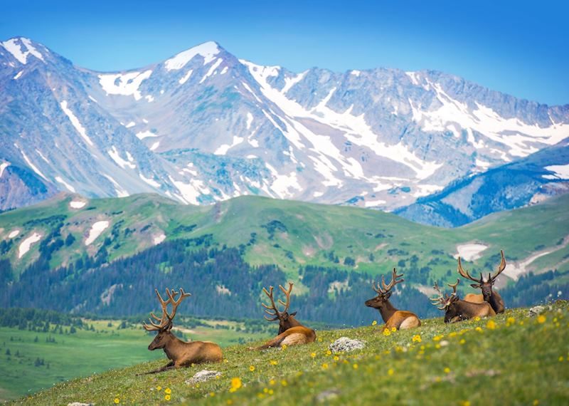 North American elk