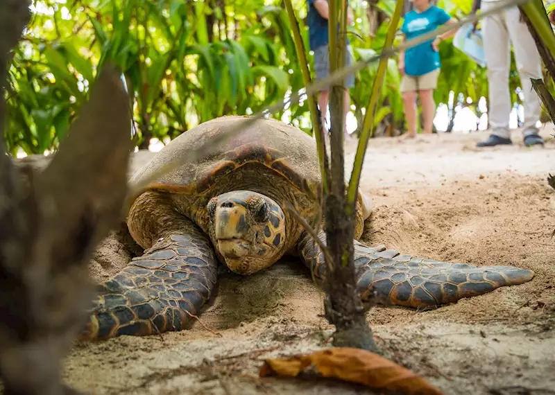 Hawksbill turtle, Denis Private Island, Denis Island