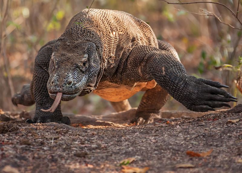 Komodo National Park, Indonesia