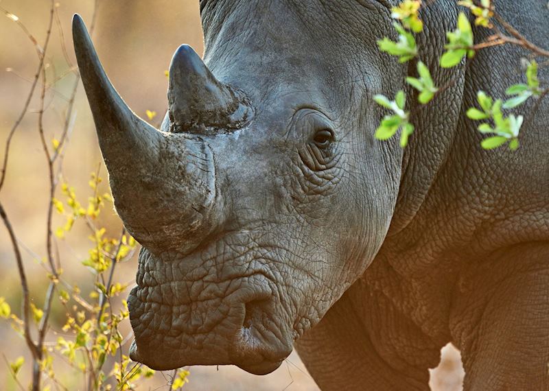 White rhino in the Serengeti 