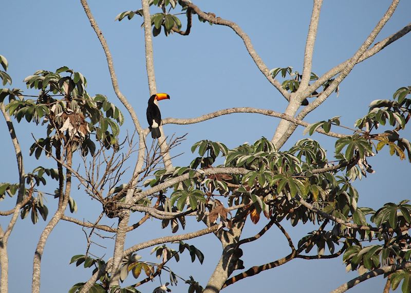 Toucan at Caiman