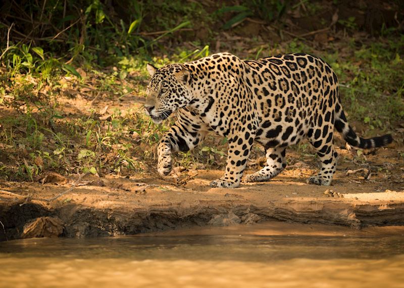 Jaguar in the Brazilian Pantanal