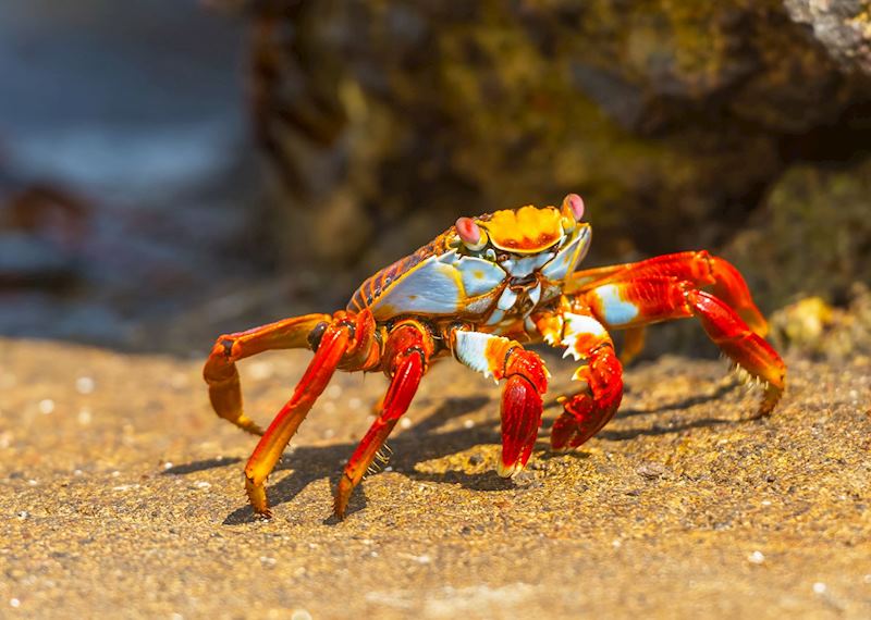Sally Lightfoot crab, Galapagos Islands